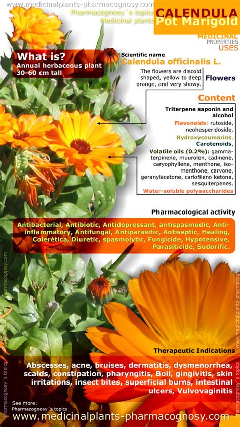 Infographic: Calendula officinalis - compositie si principii active