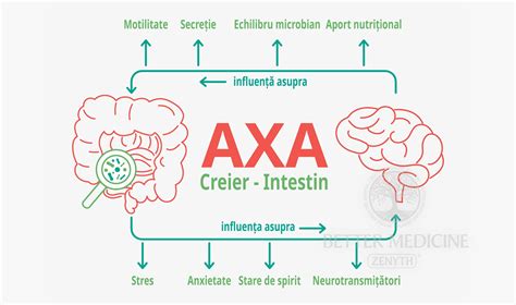 Infografic - „Axa creier-intestin și impactul stresului asupra digestiei la copii”