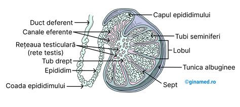 Figura: Diagramă ilustrând rolurile zincului și seleniului în fertilitate