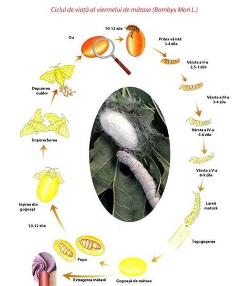 Infografic - ciclul de viață al viermilor de mătase