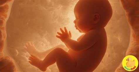 Infografic: Mecanismele de circulatie a lichidului amniotic in timpul sarcinii