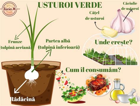 Comparatie între usturoi verde și usturoi matur - arome și utilizări culinare