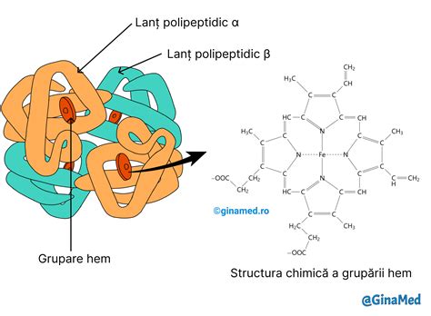 Structura moleculei de hemoglobină