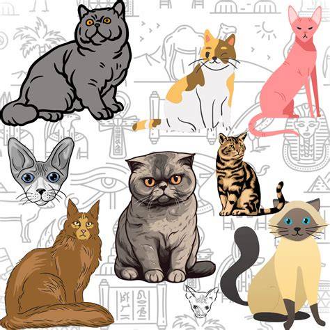 O imagine ilustrativă a etapelor travaliului la pisici