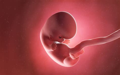 Aspectul embrionului la 8 săptămâni