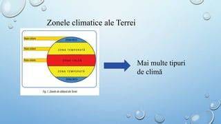 schematică: zonele de fixare ale plasei în cazul herniei ombilicale robotică