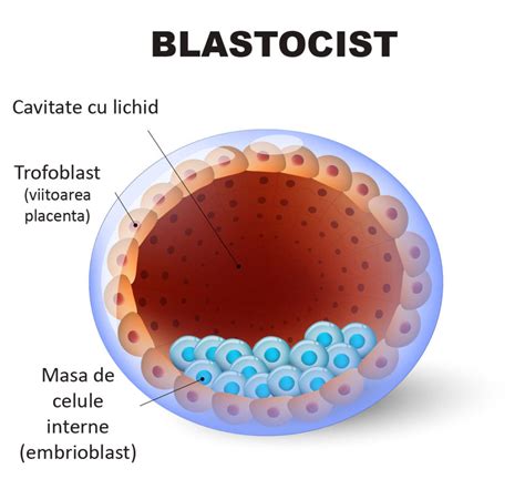 Imagine infografic despre procesul FIV cu transfer de blastocist (descriere: etapele de la stimulare pana la implantare si monitorizare)