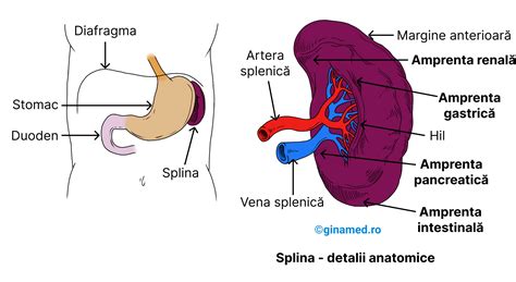 Schema unghiului colic stâng în raport cu splina, stomacul și flexurile