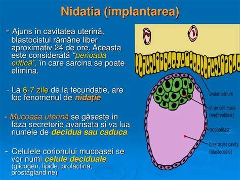 Diagramă: etapele zigotului și implantarea în mucoasa uterină