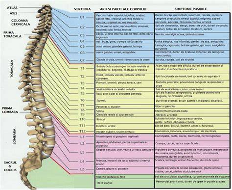 Infografic: anatomia coloanei vertebrale, discuri intervertebrale si nervul sciatic, evidentiind zonele lombare si pelvine