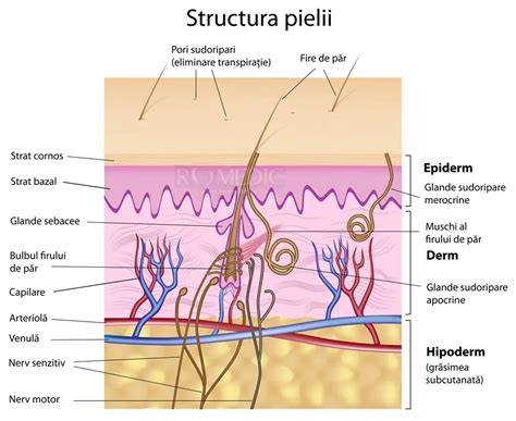 Infografic: cum acționează uleiul anti-vergeturi în straturi ale pielii