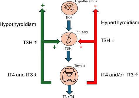 Grafic: relationare TSH, FT4 si rata succesului embriotransfer