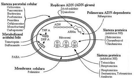 Diagrama cu mecanismele de actiune ale antidepresivelor in sarcina (impact asupra fatului, placentei si mamei)