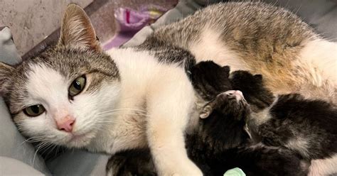 pisică gestantă și pui