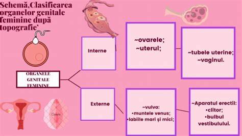 Schema dezvoltării organelor la 8 săptămâni