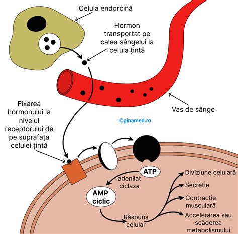 Infografic cu principalele hormoni implicați în fertilitatea feminină
