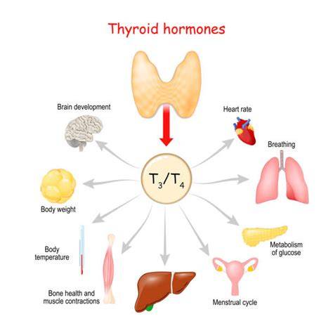 Imagine: diagramă despre dezvoltarea tiroidei fetale și aportul materno de hormoni tiroidieni