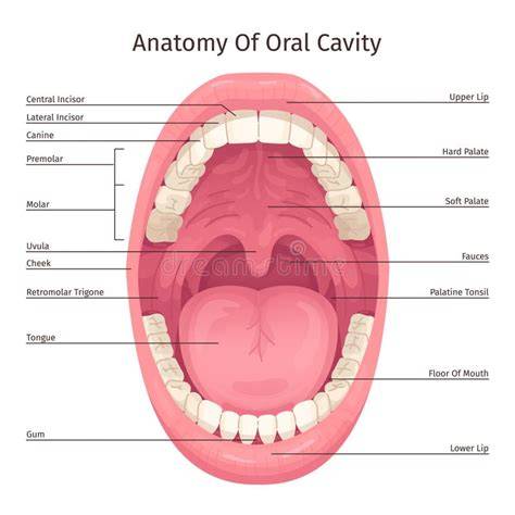 Infografic despre administrare orală versus vaginală a progesteronului în tratamentul amenoree