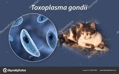 Infografic: Ciclul de viață Toxoplasma gondii și principalele rute de transmitere în sarcină