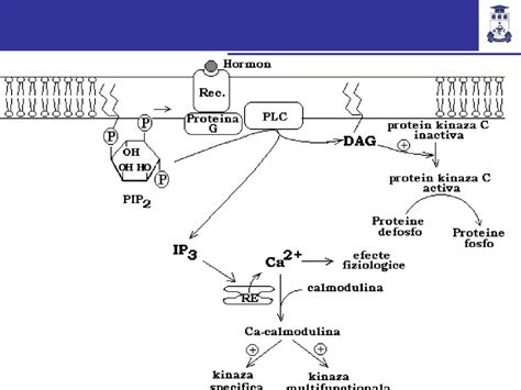 Diagrama: Mecanismele de acțiune ale saliva lipitorii (hirudina, hyaluronidaza, eglin, destabilase)