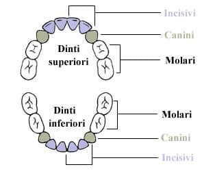 Copil cu buza de jos sub dinții de sus