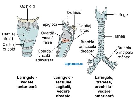 Ilustrație a deglutiției infantile