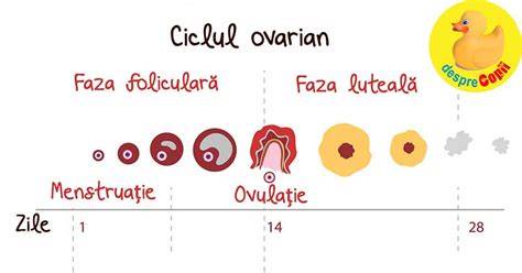Infografic - Fereastra fertila: cum functioneaza ovulatia si conceptia