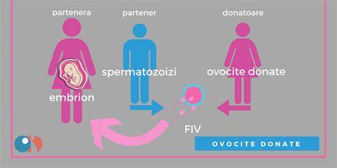schemă etape FIV cu ovocite donate