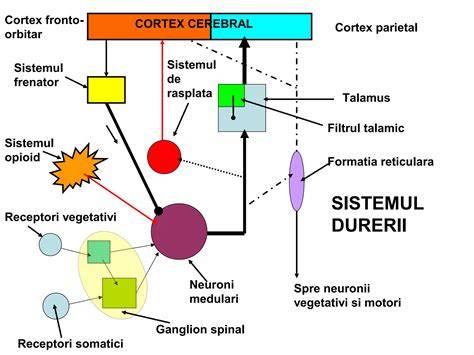 Infografica: Elemente ale durerii in travaliu si modalitati de ameliorare