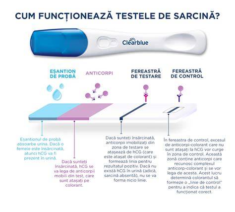 Grafic: procesul de detectare a hCG si etapele testelor de sarcina