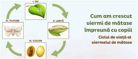 Infografic: ciclul de viață al infestațiilor cu viermi intestinali și locul mebendazolului în terapie