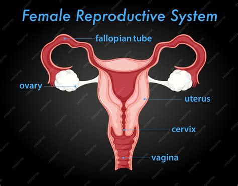 Diagrama organelor reproductive feminine