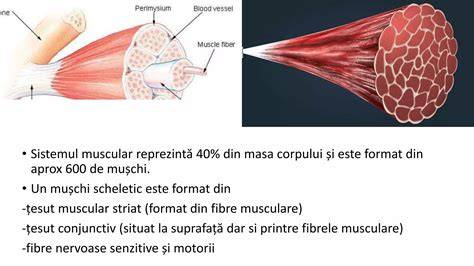 Diagramă: „Cei 4factori principali ai HPP: tonus, țesut, traume, trombină”