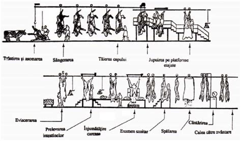 Schema fluxului de management reproductiv într-o fermă de bovine