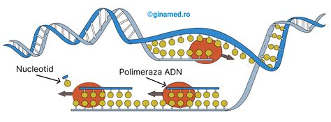 Procesul de testare ADN în stabilirea paternității