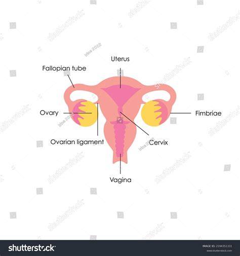 Colposcopia schemă: cervix, vagin, vulvă