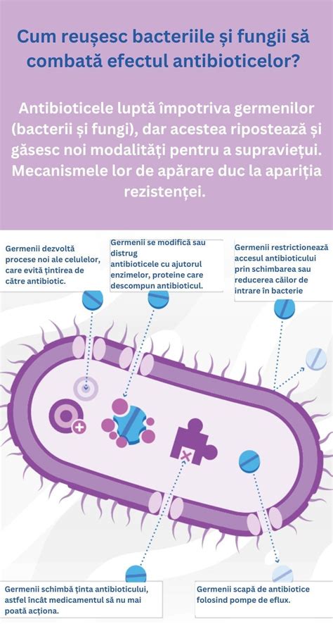Infografic: cum arata o suzeta bufniță și avantajele acesteia