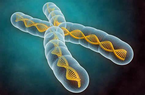 Diagrafie a modului de moștenire genetică: cromozomii X și Y, STR