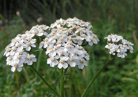 Coada soricelului - inflorescențe albe și frunze penat din planta Achillea millefolium, în habitat de câmpie