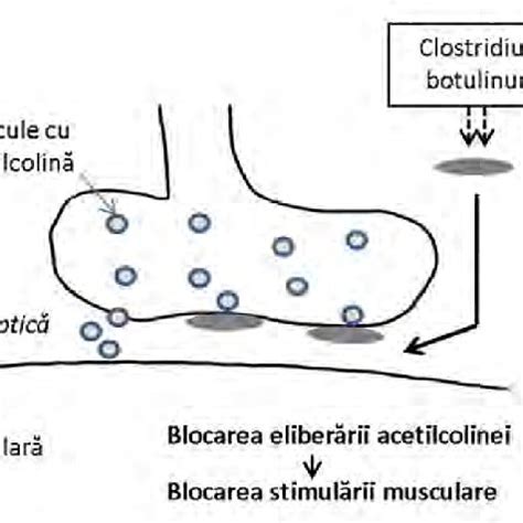 Diagramă care explică mecanismul de acțiune al ciorapilor compresivi