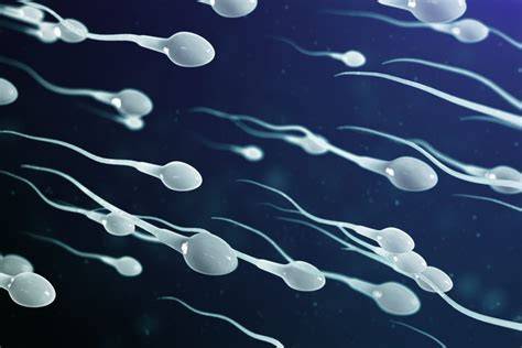 Infografic: Mecanismele fertilității masculine, de la producția de spermatozoizi la obținerea sarcinii
