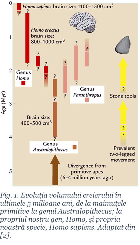 Diagrama cicatricei cezarienei si evolutia pe timp