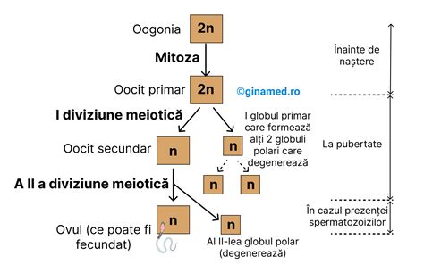 Ovulația și eliberarea ovulului