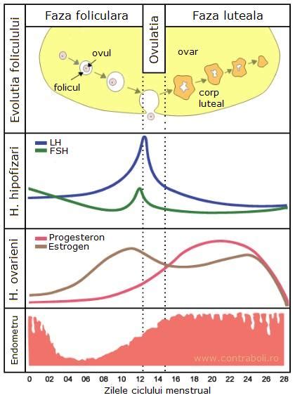 Grafic al nivelurilor hormonale în ciclul menstrual