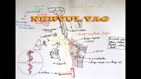 Infografic: Mecanismul sughițului la bebeluși (diafragma, nervii frenic și vag) și factorii declanșatori