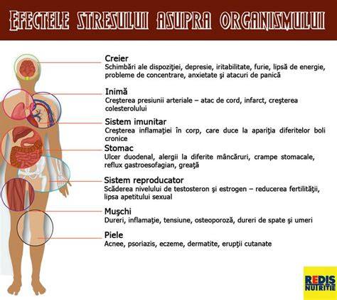 Schema fluxului hormonal și efectele masajului postnatal asupra organismului