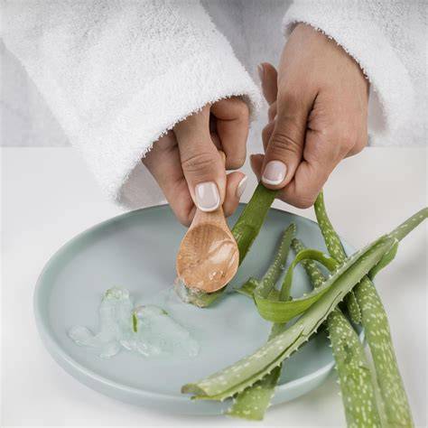 Aloe vera: frunze, gel și proprietăți