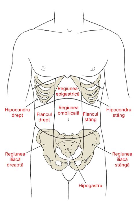 Anatomia abdomenului cu evidențierea cadranului superior drept