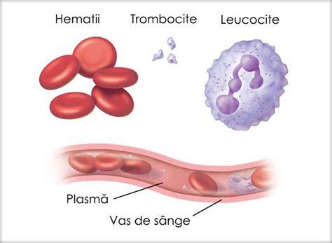Diagramă: Componentele sângelui umbilical-globule roșii, globule albe, trombocite, plasmă, celule stem hematopoietice