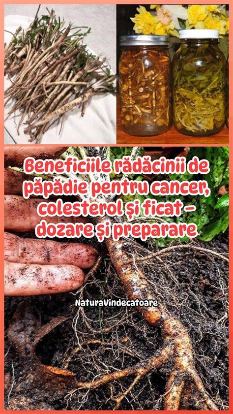 Infografie: Beneficiile ciupercilor, porțiuni și moduri de preparare pentru bebeluși